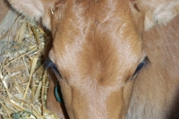 Tractorshow09 030